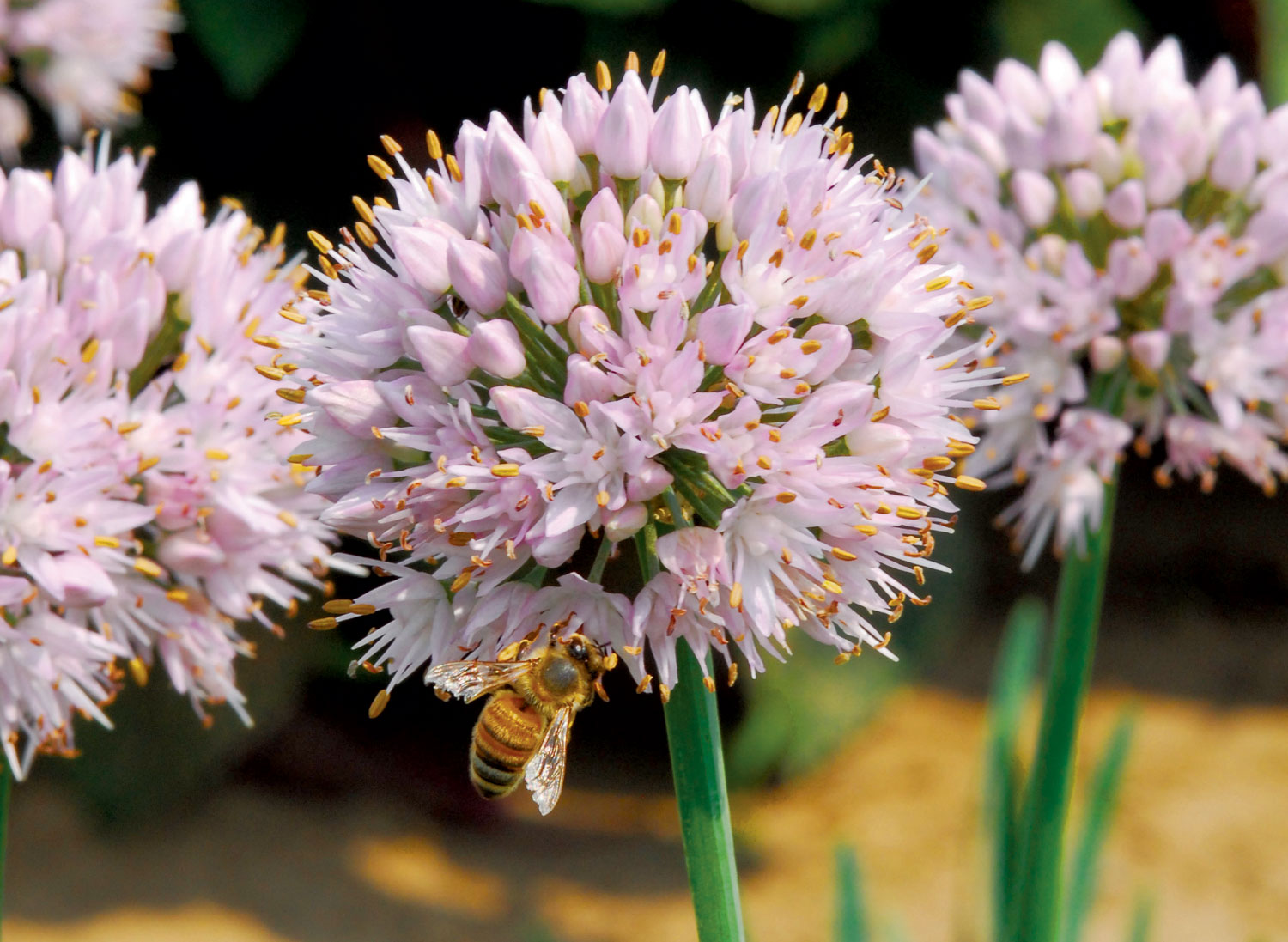 Bee on a chive flower