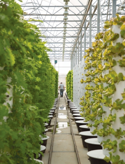Scissortail Farms' Aeroponic Greenhouse Supplies Tulsa with Fresh Greens  Year-Round