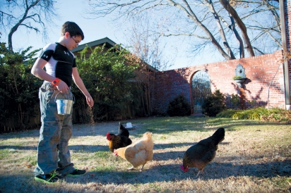 Feeding backyard chickens