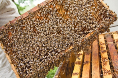 Bee hive of Gold Standard Honey