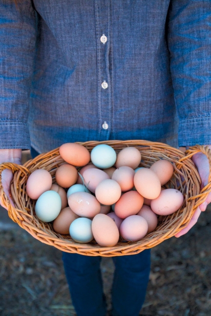 Freshly laid eggs of all colors
