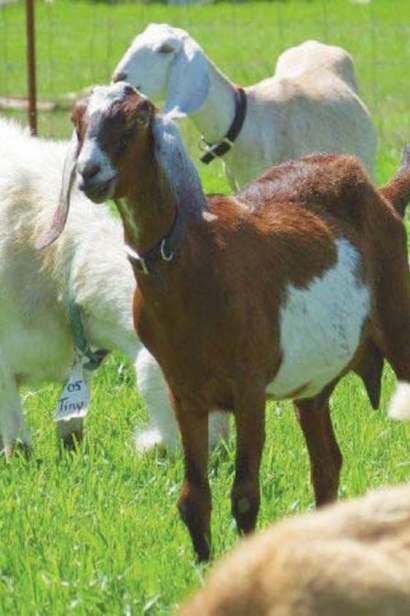 Goats at Canyon Ridge Farms