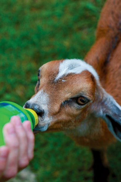 baby goat getting fed